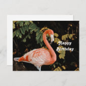 ピンクフラミンゴポートレートワイルドライフフォト誕生日 ポストカード (正面/裏面)