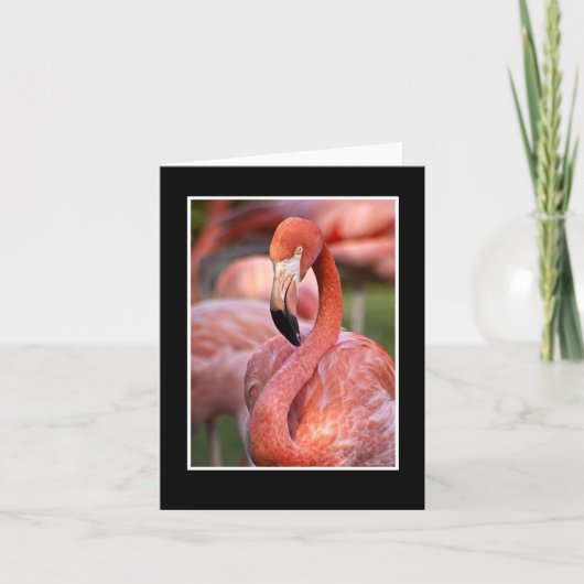 ピンクフラミンゴ空白のノートカード カード (正面)
