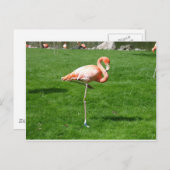 ピンクフラミンゴ ポストカード (正面/裏面)
