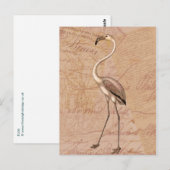 ピンクフラミンゴ ポストカード (正面/裏面)