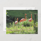 ピンクフラミンゴ ポストカード (正面/裏面)