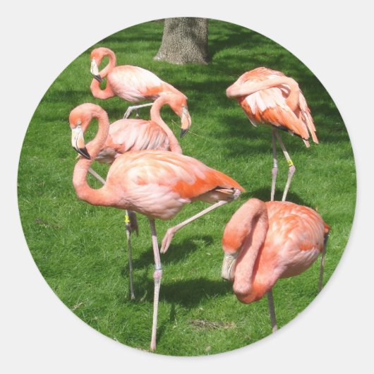 ピンクフラミンゴ ラウンドシール (正面)