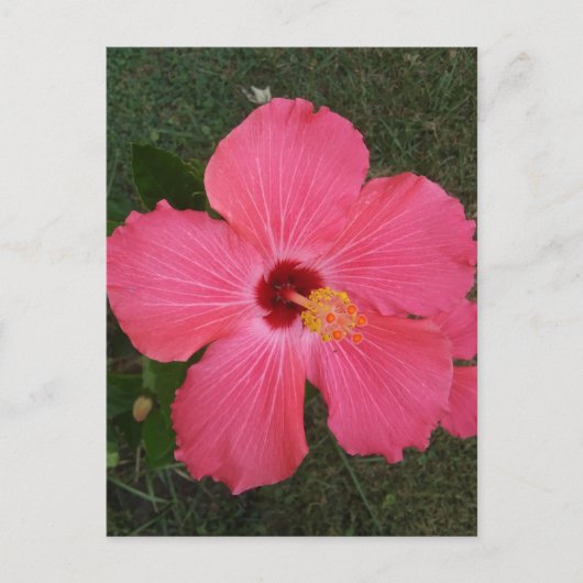 ピンクフラワーはがき ポストカード (正面)