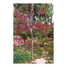 ピンクフラワーツリー撮影プリント