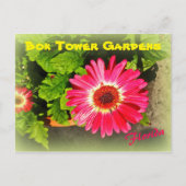 ピンクフラワーボックタワーガーデンズレイクウェールズ州フロリダ ポストカード (正面)