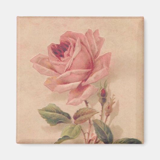 ピンクフランスのビクトリアンローズ マグネット (正面)