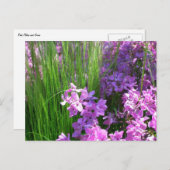 ピンクフロックス&グラスサマーフローラ ポストカード (正面/裏面)