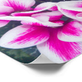 ピンクフローラシクラメン撮影 ポスター (角)