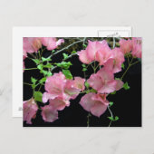 ピンクブガンヴィラクラスタ ポストカード (正面/裏面)