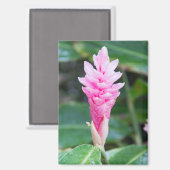 ピンクブラジル蘭 マグネット (正面/裏面)