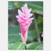 ピンクブラジル蘭 マグネット (正面)