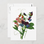 ピンクブルーとパープルスイートピーズバイルドゥート ポストカード (正面/裏面)