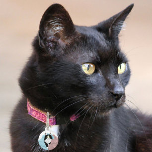 ピンクブルーの幻想的なタキシード猫ブランケット ペット ネームタグ