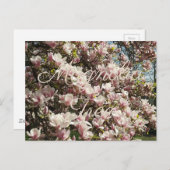 ピンクブロッサムマグノリアツリー花の写真 ポストカード (正面/裏面)