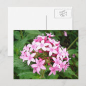 ピンクブーケ ポストカード (正面/裏面)