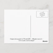 ピンクブーケ ポストカード (裏面)