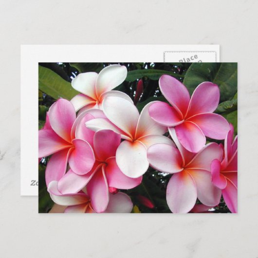 ピンクプルメリアハワイアンはがき ポストカード (正面/裏面)