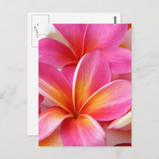 ピンクプルメリアフランギパニハワイ花ハワイアン ポストカード (正面/裏面)