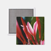 ピンクプルメリア磁石 マグネット (正面/裏面)