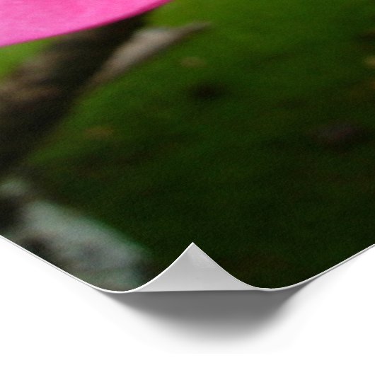 ピンクプルメリア ポスター (角)