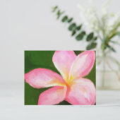 ピンクプルメリア ポストカード (スタンド正面)