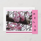 ピンクプルーナス花HELLOポストカード ポストカード (正面/裏面)