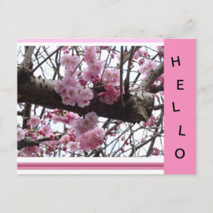 ピンクプルーナス花HELLOポストカード ポストカード