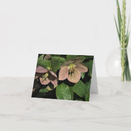 ピンクヘレボア ノートカード