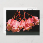 ピンクベゴニアエンジェルウィングフラワーズ ポストカード (正面/裏面)