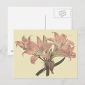 ピンクベラドンナ・ユリの植物画 ポストカード (正面/裏面)