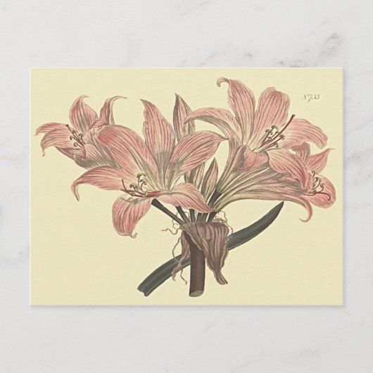 ピンクベラドンナ・ユリの植物画 ポストカード (正面)