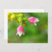 ピンクベル シーズンポストカード (正面/裏面)