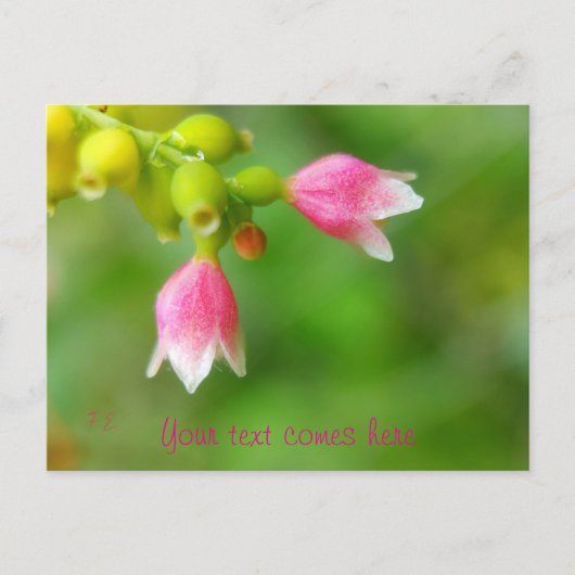 ピンクベル シーズンポストカード (正面)