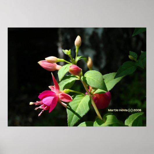 ピンクベル ポスター (正面)