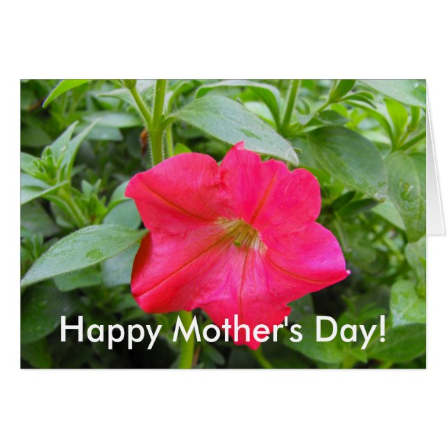 ピンクペチュニア花 (正面横)