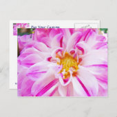 ピンクホワイトダリアフラワーポストカードフローラガーデン ポストカード (正面/裏面)