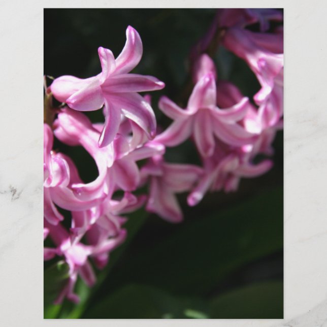 ピンクホワイト春の花 (正面)