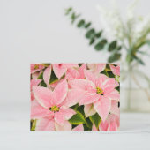 ピンクポインセティアス シーズンポストカード (スタンド正面)