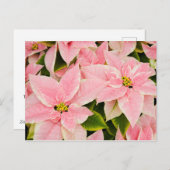 ピンクポインセティアス シーズンポストカード (正面/裏面)