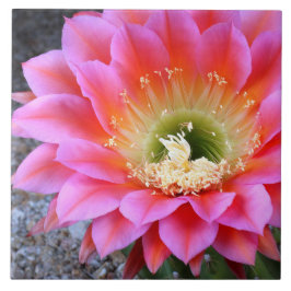 ピンクポップ・アートののサボテン タイル