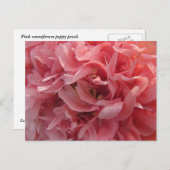 ピンクポピー花びら ポストカード (正面/裏面)