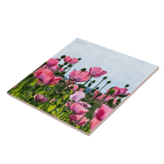 ピンクポピー タイル (側面)