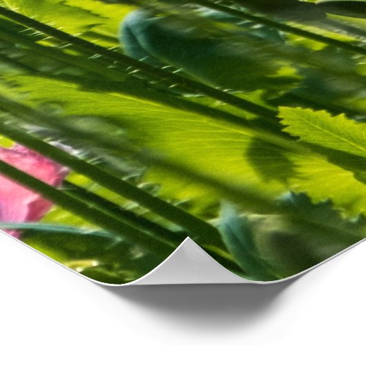 ピンクポピー ポスター (角)