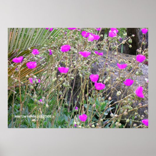 ピンクポピー ポスター (正面)