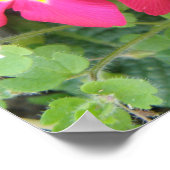 ピンクポリアンサスプリント ポスター (角)