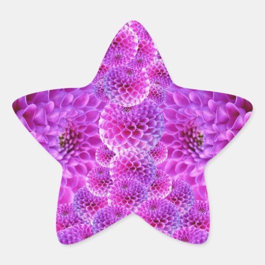 ピンクポンポムダリア花 星シール (正面)