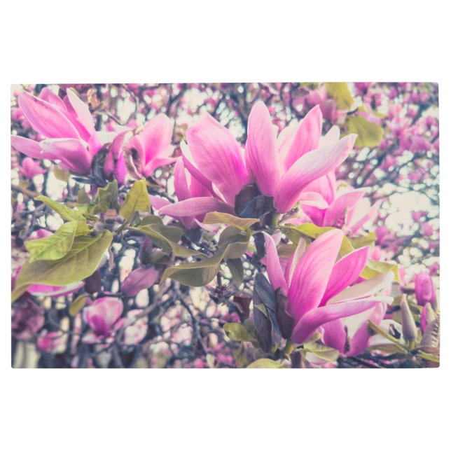 ピンクマグノリアス メタルプリント (正面)