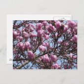 ピンクマグノリア花はがき ポストカード (正面/裏面)