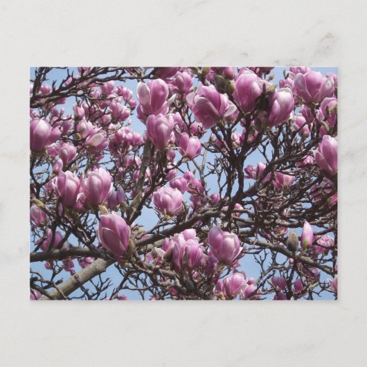 ピンクマグノリア花はがき ポストカード (正面)
