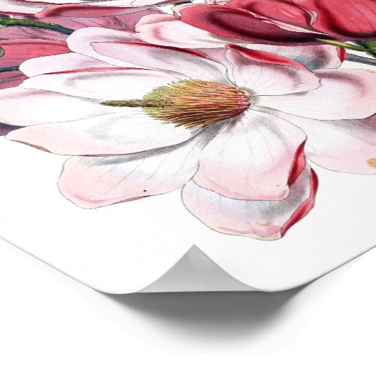 ピンクマグノリア ポスター (角)